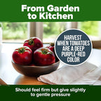 HOME GROWN Cherokee Purple Tomato Seeds 212+ Heirloom Non-GMO Seeds - Image 7