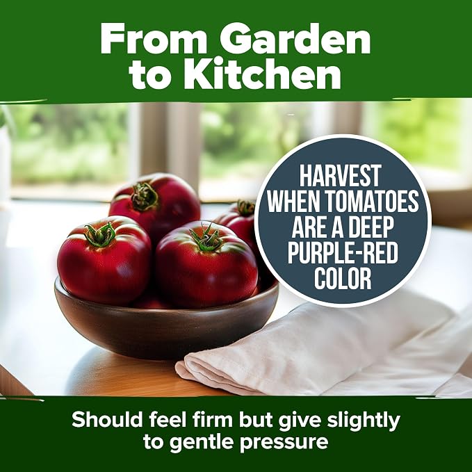 HOME GROWN Cherokee Purple Tomato Seeds 212+ Heirloom Non-GMO Seeds - Image 7