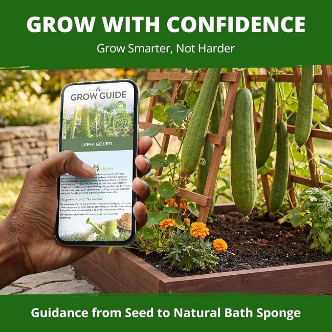 HOME GROWN Luffa Seeds 40 Heirloom Non-GMO Loofah Gourd Seeds - Image 8