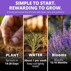 HOME GROWN Non GMO English Lavender Seeds 3, 000+ Wildflower Seed - Image 4