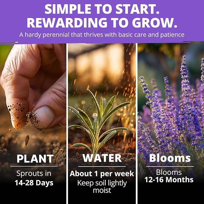 HOME GROWN Non GMO English Lavender Seeds 3, 000+ Wildflower Seed - Image 4