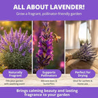 HOME GROWN Non GMO English Lavender Seeds 3, 000+ Wildflower Seed - Image 3