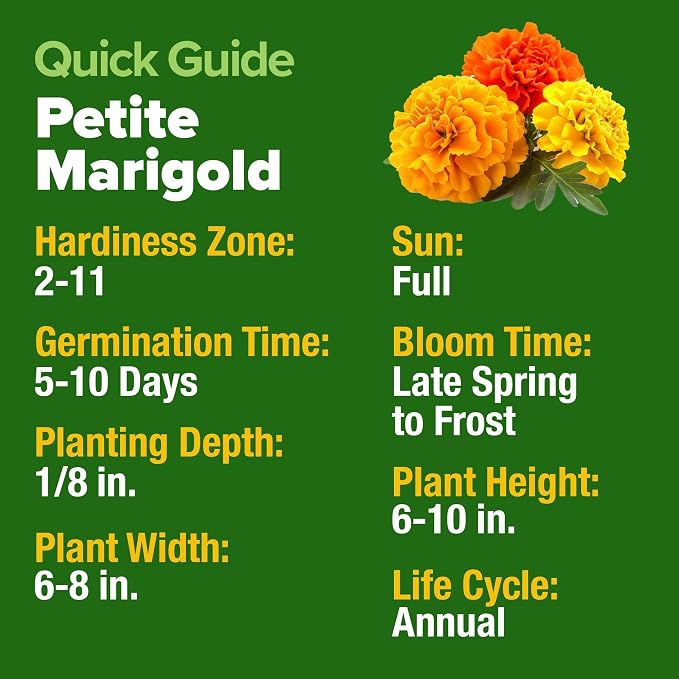 HOME GROWN Petite French Marigold Seeds 658 Flower Seeds - Image 5