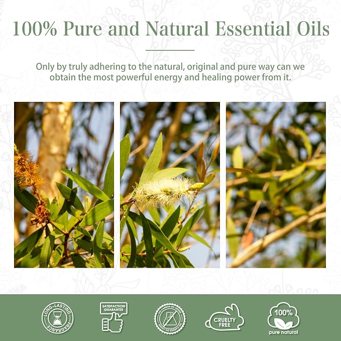 Australian Tea Tree 1.01fl.oz Essential Oil, PHATOIL Pure Aromatherapy Oils - Image 7