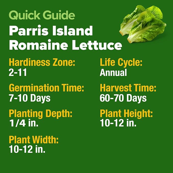 HOME GROWN Parris Island Romaine Lettuce Seeds 7000+ Bulk Pack Heirloom Non-GMO - Image 5