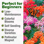 HOME GROWN Milkweed Flower Seeds - Image 5