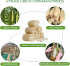 Natural Loofah Sponge, Organic Bath Loofah Pack, Lufas Exfoliating Body Scrubber - Image 2