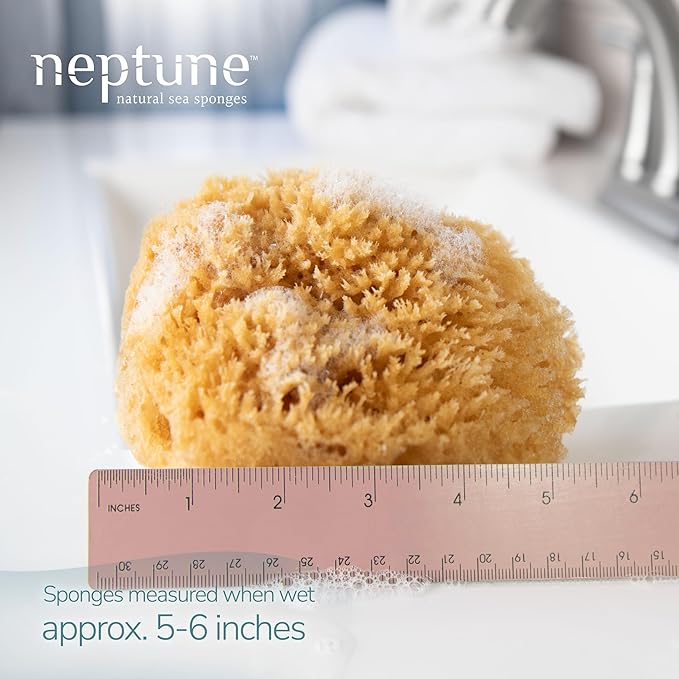 Neptune Caribbean Sea Sponge, Hand Processed, Natural & Eco-Friendly Bath Sponge - Image 2