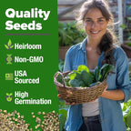 HOME GROWN Bloomsdale Spinach Seeds 704+ Heirloom Non-GMO Seeds - Image 3