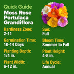 HOME GROWN 23, 500+ Moss Rose Seeds Annual Flower - Image 2
