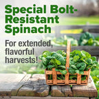 HOME GROWN Bloomsdale Spinach Seeds 704+ Heirloom Non-GMO Seeds - Image 4