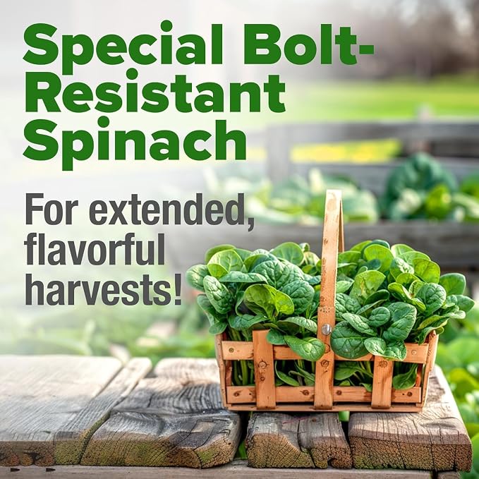 HOME GROWN Bloomsdale Spinach Seeds 704+ Heirloom Non-GMO Seeds - Image 4