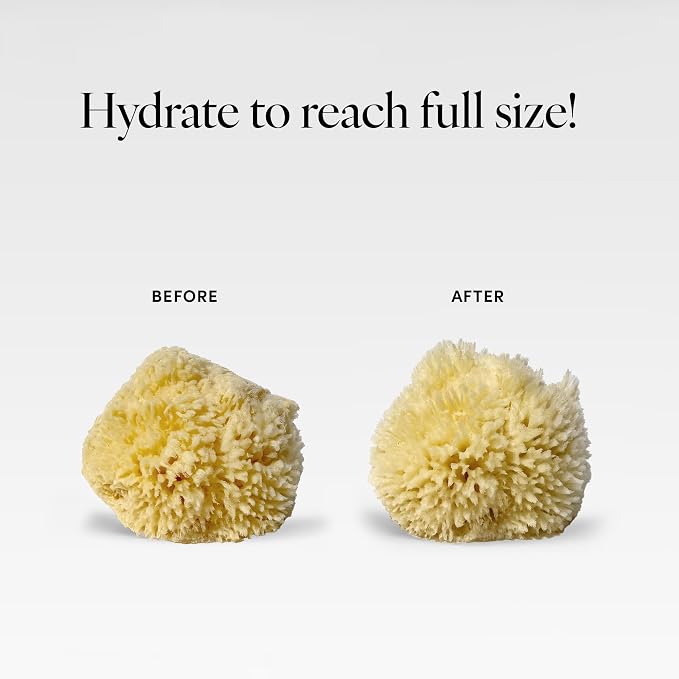 LATHER - Natural Sea Wool Sponge, 4-5" - Organic Exfoliating Body Scrubber - - Image 7