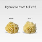 LATHER - Natural Sea Wool Sponge, 4-5" - Organic Exfoliating Body Scrubber - - Image 7