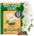HOME GROWN 53 White Lilac Flower Seeds Non-GMO, Heirloom Tree Seeds by HOMEGROWN