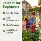 HOME GROWN Hollyhock Chaters Double Mix 2400 Seeds – Holly Hocks Seeds - Image 4