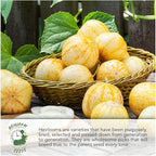 Seed Needs, Burgess Buttercup Winter Squash Seeds - Image 3