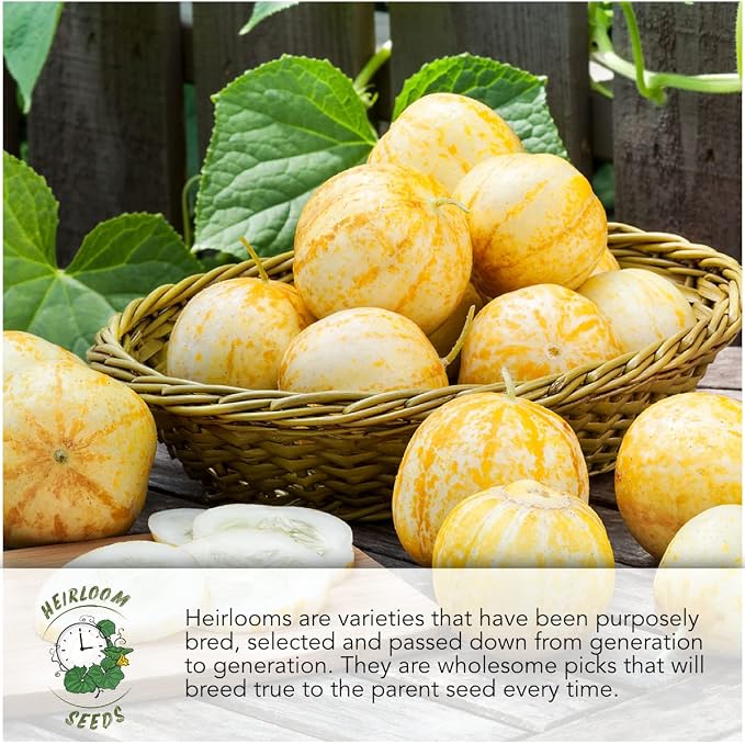Seed Needs, Burgess Buttercup Winter Squash Seeds - Image 3