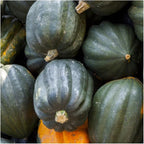Seed Needs, Table Queen Winter Squash Seeds - Image 2
