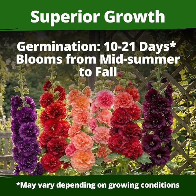HOME GROWN Hollyhock Chaters Double Mix 2400 Seeds – Holly Hocks Seeds - Image 2
