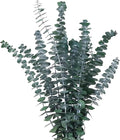 Green Dried Eucalyptus Bundle 12 Pcs Real Stems 17 Inch Fresh Natural by CENELO