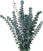 Green Dried Eucalyptus Bundle 12 Pcs Real Stems 17 Inch Fresh Natural by CENELO