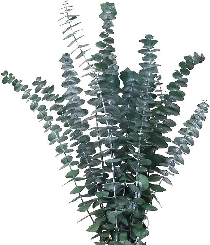 Green Dried Eucalyptus Bundle 12 Pcs Real Stems 17 Inch Fresh Natural by CENELO