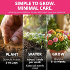 HOME GROWN Thumbelina Zinnia Seeds – 500 Dwarf Zinnia - Image 4