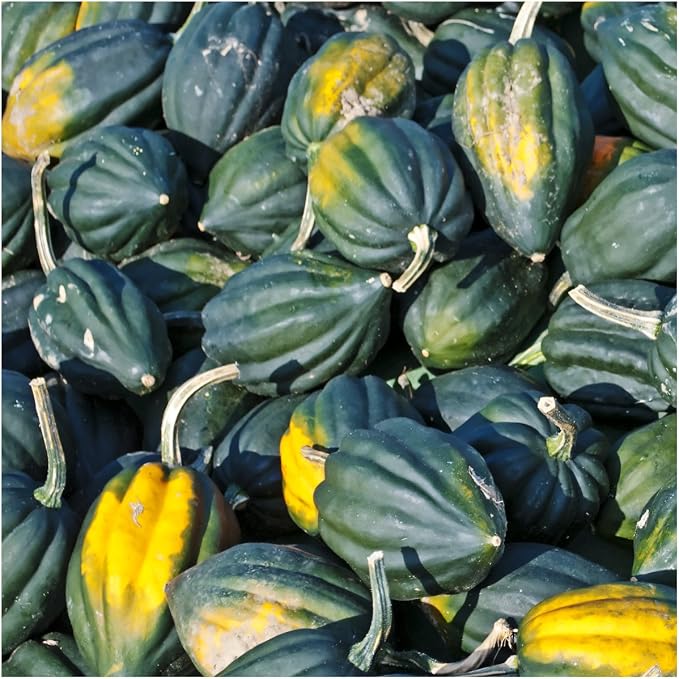 Seed Needs, Table Queen Winter Squash Seeds - Image 3