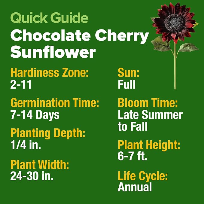 HOME GROWN Chocolate Cherry Sunflower Seeds 75 Heirloom Seeds - Image 3