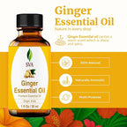 SVA Ginger Essential Oil – 1 Fl Oz – 100% Natural Ginger Oil - Image 2