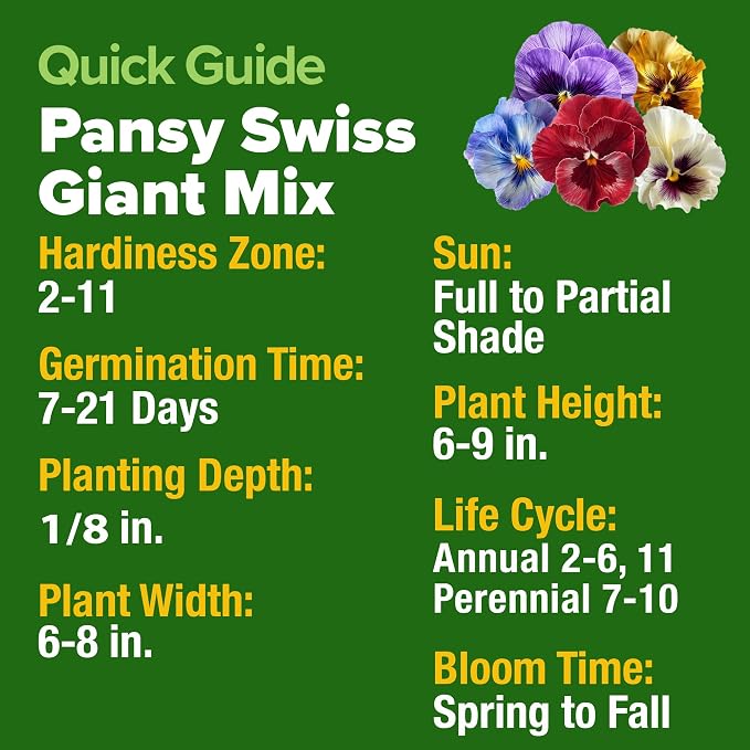 HOME GROWN Pansy Swiss Giants Mix - Image 5