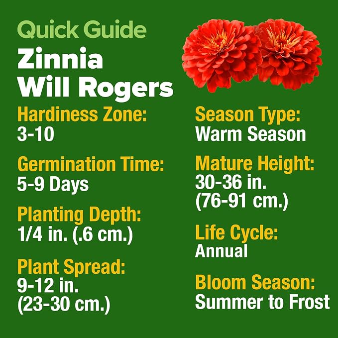 HOME GROWN Will Rogers Zinnia Seeds - Image 4