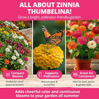 HOME GROWN Thumbelina Zinnia Seeds – 500 Dwarf Zinnia - Image 2