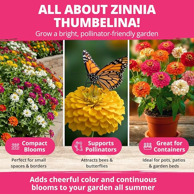 HOME GROWN Thumbelina Zinnia Seeds – 500 Dwarf Zinnia - Image 2