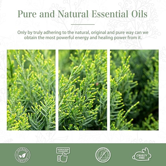 Cypress 3.38fl.oz Essential Oil, PHATOIL Aromatherapy Essential Oils - Image 6