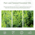Cypress 3.38fl.oz Essential Oil, PHATOIL Aromatherapy Essential Oils - Image 6