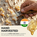 Gya Labs USDA Certified Organic Frankincense Essential Oil - Image 3