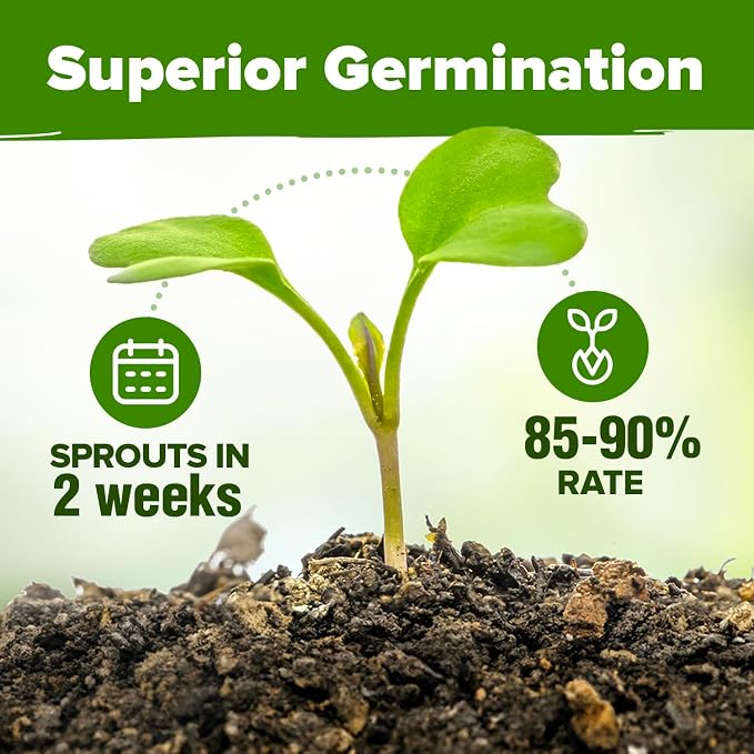 HOME GROWN 10 Herb Seeds for Planting 3, 000+ Non-GMO Heirloom Seeds | Extra - Image 4