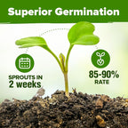 HOME GROWN 10 Herb Seeds for Planting 3, 000+ Non-GMO Heirloom Seeds | Extra - Image 4