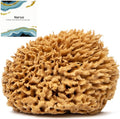 Naroa Soft Natural Sea Sponge | Gentle Loofah by Naroa