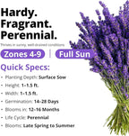HOME GROWN Non GMO English Lavender Seeds 3, 000+ Wildflower Seed - Image 2