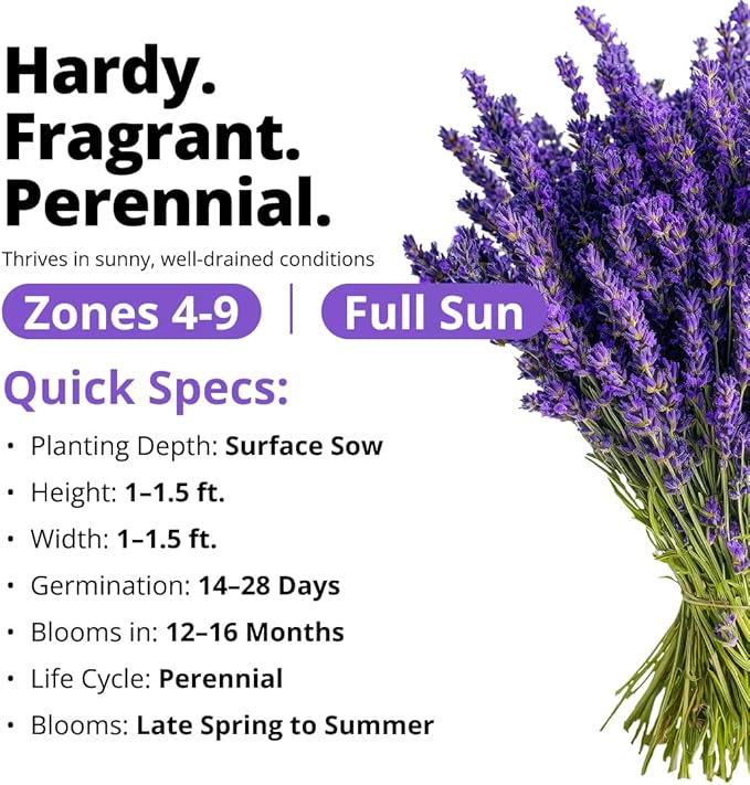 HOME GROWN Non GMO English Lavender Seeds 3, 000+ Wildflower Seed - Image 2
