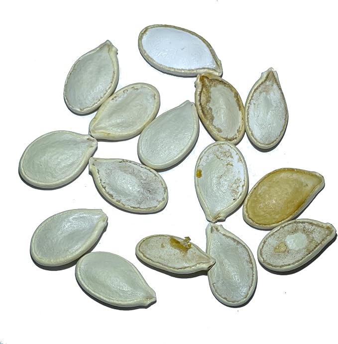 Seed Needs Blue Hubbard Winter Squash Seeds - Image 4