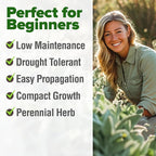 HOME GROWN Non GMO White Sage Seeds 323 Pack Heirloom Seeds - Image 4