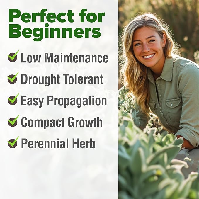 HOME GROWN Non GMO White Sage Seeds 323 Pack Heirloom Seeds - Image 4