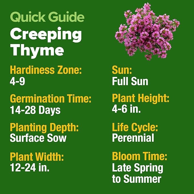 HOME GROWN Purple Creeping Thyme Seeds Non-GMO Ground Cover Flowers 22000+ - Image 5