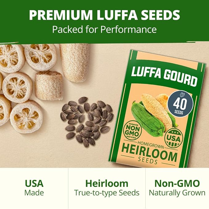 HOME GROWN Luffa Seeds 40 Heirloom Non-GMO Loofah Gourd Seeds - Image 7