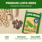 HOME GROWN Luffa Seeds 40 Heirloom Non-GMO Loofah Gourd Seeds - Image 7