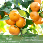 Lemon Eucalyptus 3.38fl.oz Essential Oil, PHATOIL Pure Aromatherapy Oils - Image 3